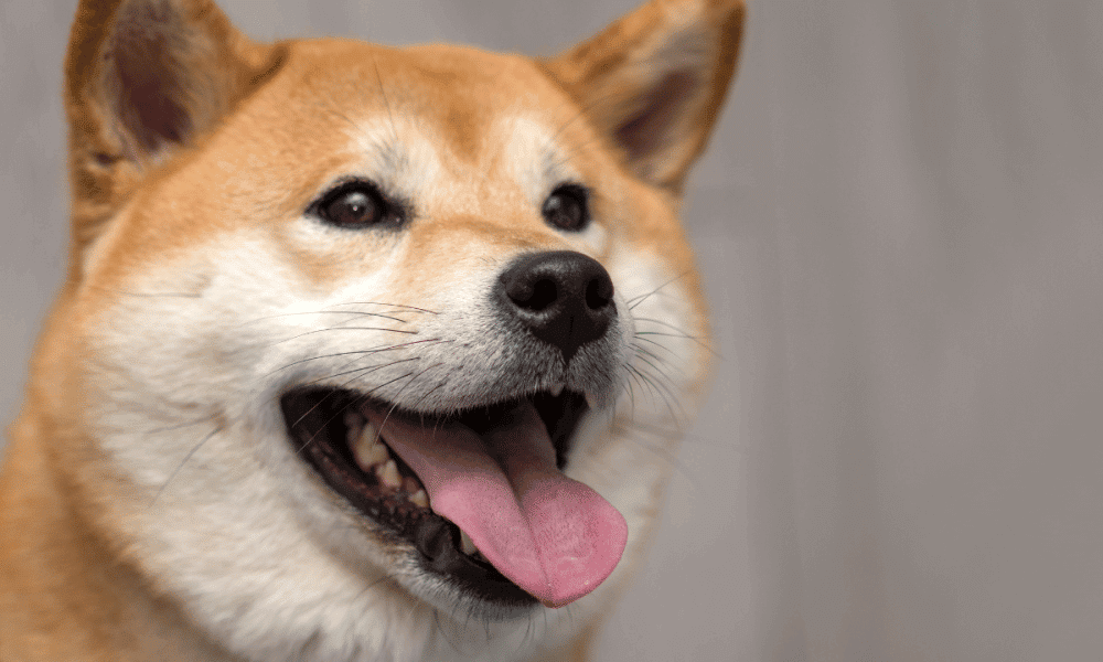 Dogecoin là gì Thông tin mới nhất về đồng DOGE  Coinvn
