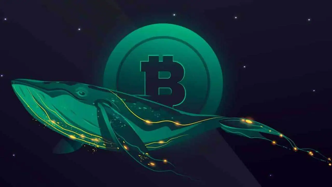Cá voi Bitcoin chuyển BTC đến Binance sau 8 tháng ngủ yên